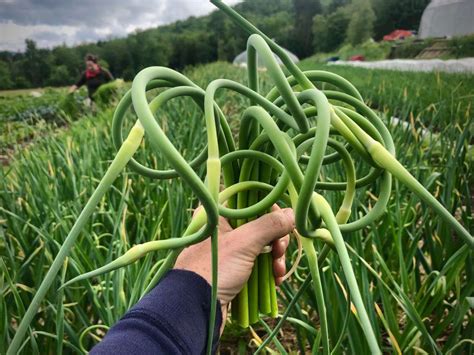 Garlic Scapes How To Harvest And Cook The Most Whimsical Vegetable