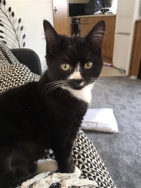 Cat For Rehoming In Sheerness Kent Gumtree