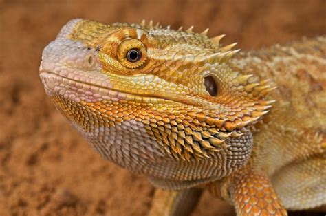 Pet Vet His Bearded Dragon Lizard No Longer Wants To Eat Life