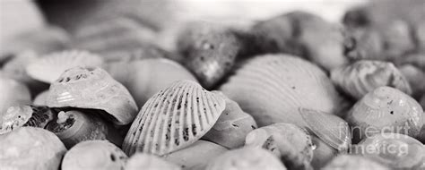 Shells XV Photograph By Cassandra Buckley Fine Art America