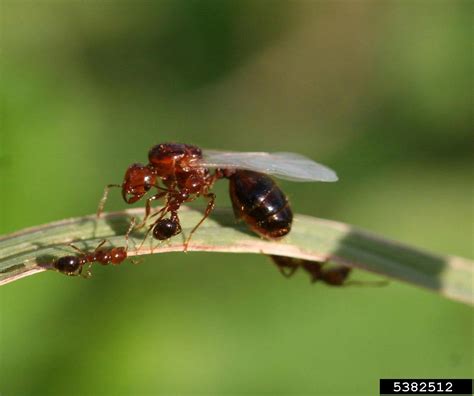 Red Imported Fire Ant Solenopsis Invicta