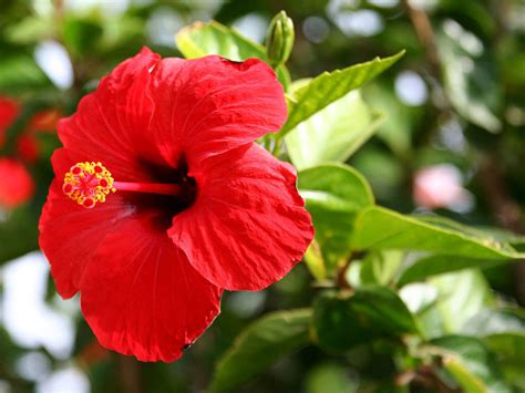 Hibiscus Rosa Sinensis Chinese Hibiscus World Of Flowering Plants