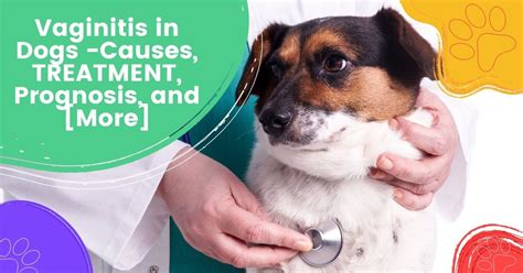 Vaginitis In Dogs Causes Treatment Prognosis And More I Love