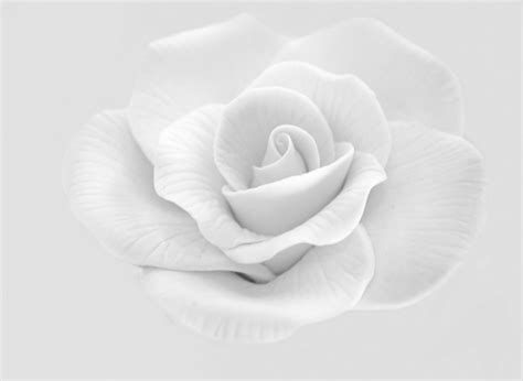 Here you can explore hq black and white rose transparent illustrations, icons and clipart with filter setting like size, type, color etc. White Rose Wallpapers Images Photos Pictures Backgrounds