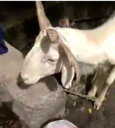 Brouhaha As Five Horned Ram Is Spotted In Lagos Market