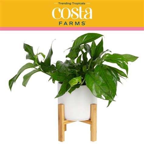 Costa Farms Trending Tropicals Live Indoor 12in Tall Green Baltic Blue Pothos Medium Indirect