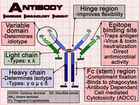 Immense Immunology Insight Antibody Structure Simplified