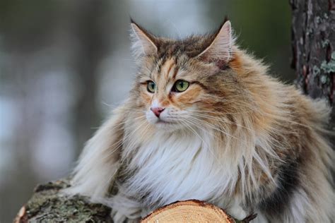 7 Norwegian Forest Cat Health Problems To Look Out For