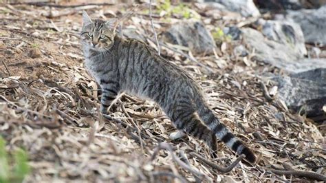 Do Australians Support Genetic Tech To Control Feral Cats