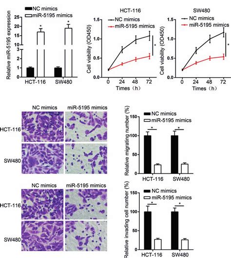 repressive role of mir 5195 in cell proliferation and motility of crc download scientific