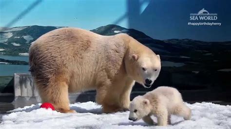 Henry The Polar Bears 1st Birthday Youtube
