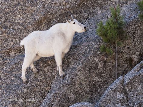 Rocky Mountain Goats Photos By Donna