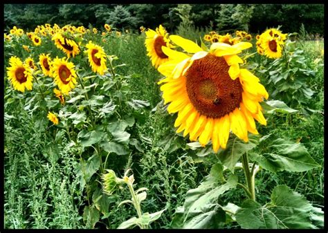 Sunflower Bargello Applique Art Quilt Quilts By Jen