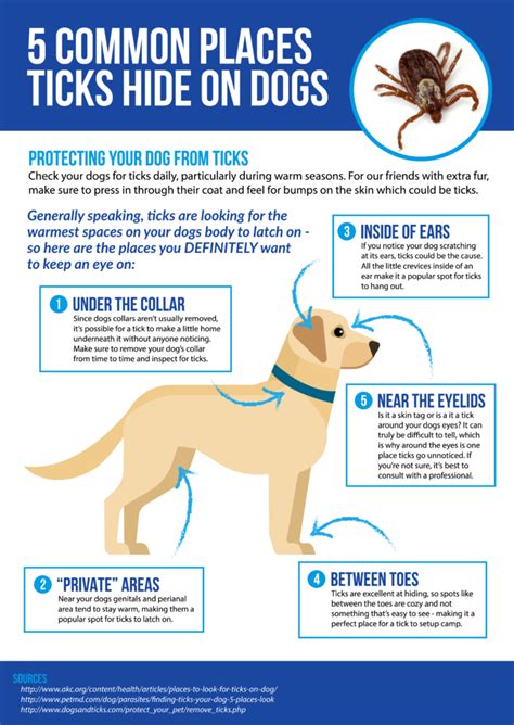 Check Dogs Neck Armpits Around Ears And Between Toes For Ticks