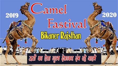 Camel Festival At Bikaner 🐫 Camel Dance 2020 Youtube