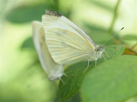 Butterfly Conservations Big Butterfly Count 2019 Pumpkin Beth