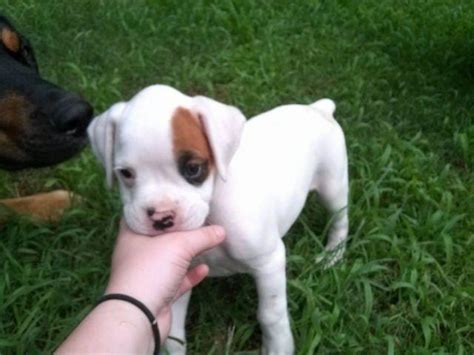 Your boxer puppy should be given a tour of the home. Sweet ACA Registered White Boxer Puppies-7 weeks old for ...