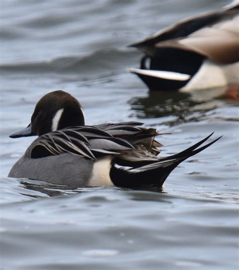 Where To Go To See Waterfowl In Winter Near Mississauga And Oakville