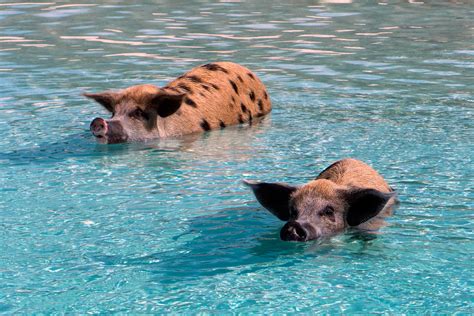 Getting to the bahamas couldn't be easier. Schwein gehabt auf den Bahamas | Seen.de MAGAZIN