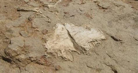 Dwarf Dinosaur That Lived 70 Million Years Ago Discovered In