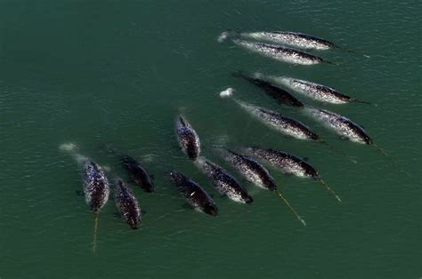 Narwhals Clyde River Save The Arctic The Narwhal Big Oil Cetacean