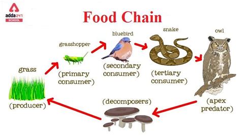 Food Chain Examples Types And Definition