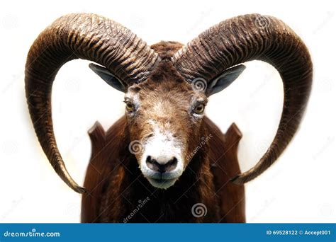 Mouflon Hunting Trophy Isolated On White Background Stock Photo Image