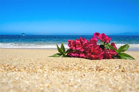 Tropical Beach Flowers Photograph By Aged Pixel Pixels