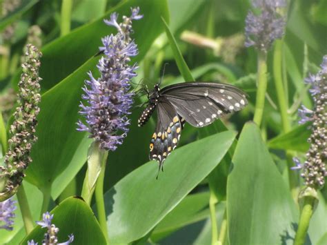Eastern Black Swallowtail Butterfly Female Photo By Kelly Jacobs In