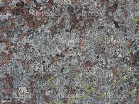 Granite Rock Covered With Lichen In Many Colors Sizes And Forms And
