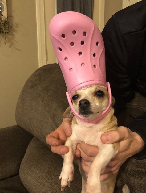 33 Dogs With Crocs On Their Heads Ideas Funny Animals Cute Animals