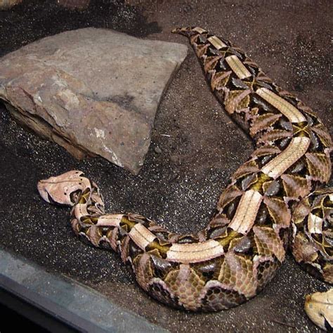 10 Of The Largest Venomous Snakes In The World Wildlife Informer