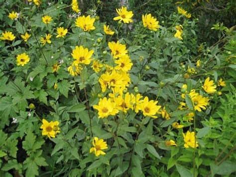 Yellow Daisy Plant