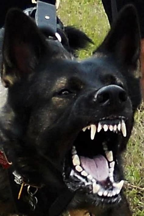 Police Dogs Actually Have Titanium Placed On Their Canine Teeth To