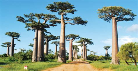 It conserves the water and slowly consumes it. Baobab: The Largest Succulent Plant in the World | World ...