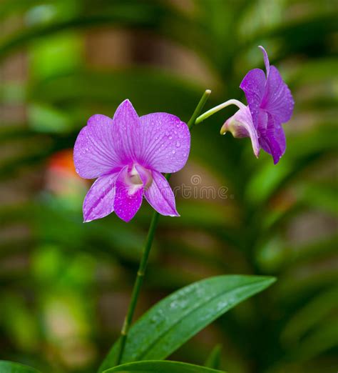 Orchid Tropical Flower Nature Background Stock Image Image Of Branch Background 29900103