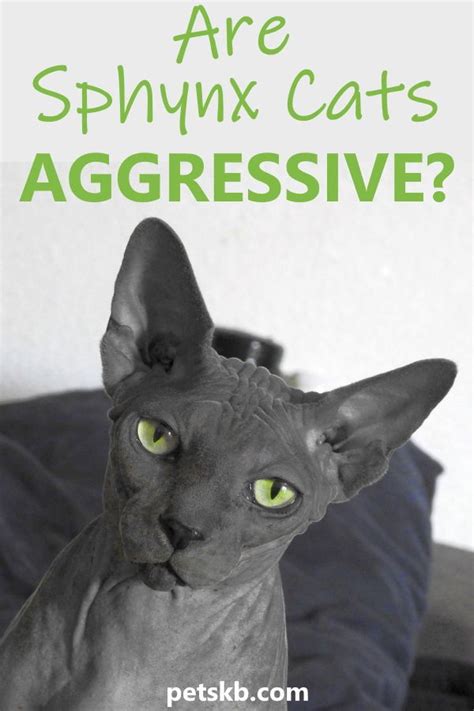 How much do sphynx cats cost? Are Sphynx Cats Aggressive? | Sphynx cat, Cats, Sphynx