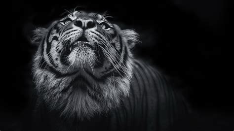 2560x1440 Tiger Monochrome 5k 1440p Resolution Hd 4k Wallpapers Images