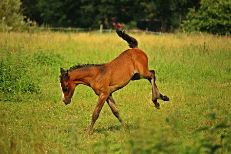 Cute Baby Horses That Make Us Squee Mane N Tail Equine