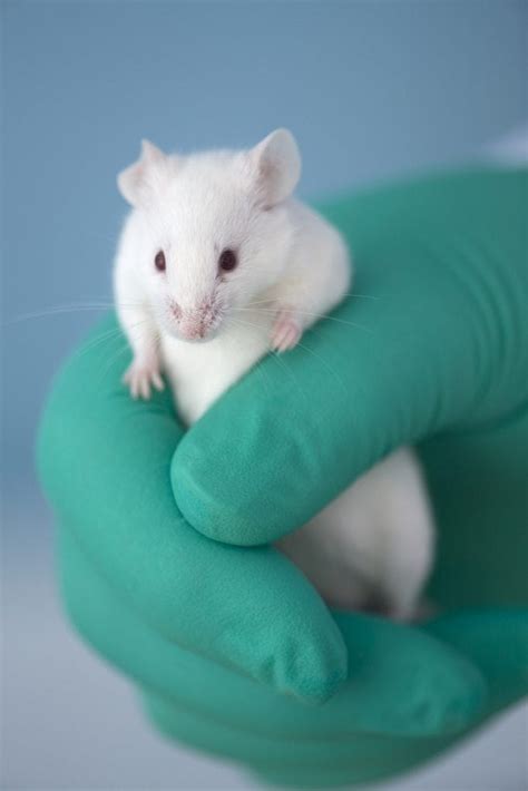 Why Are Mice Used In Testing For Human Diseases