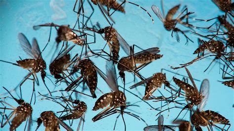 First Case Of Sexually Transmitted Zika Confirmed In Los Angeles County