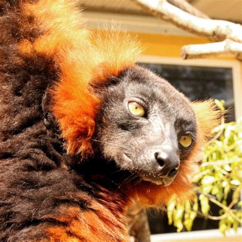 Welcome New Red Ruffed Lemurs The Lemur Conservation Foundation