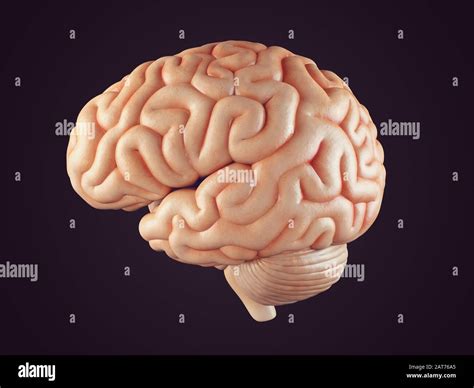 3D realista Ilustración de la vista frontal del cerebro humano aislada
