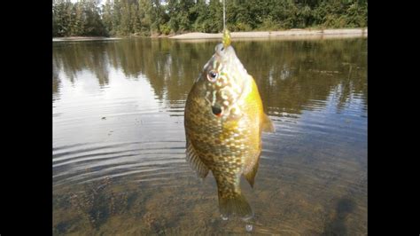 Adding fish to the bass pond. Backyard Langley pond fishing: pumpkin seeds & a bass ...