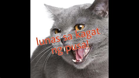 1st Aid Sa Kagat Ng Pusa Youtube