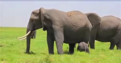 Mother Elephant Gives Birth On The Open Plain Seconds Later The Herd