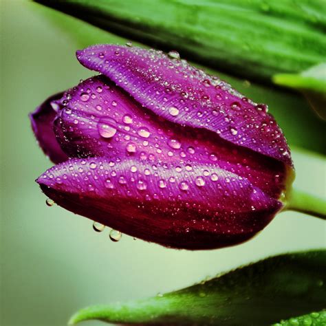 Maroon Tulip Tulip Carolyn Eaton Flickr