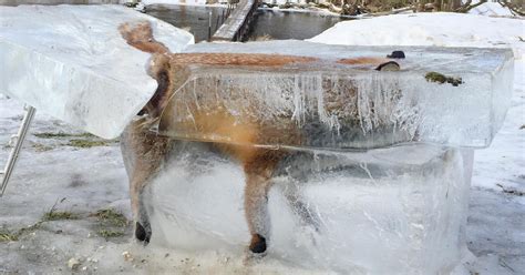 Frozen Fox In Block Of Ice Displayed By Hunter In Germany In Warning