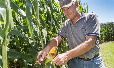 Monsantos First Of Its Kind Gmo Could Shake Up The Corn Market