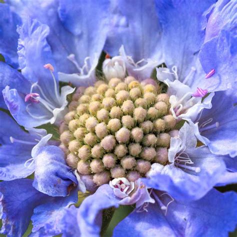 Scabiosa Seed Blue Pincushion Flower Seeds